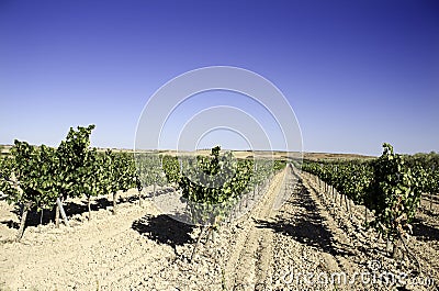 Planting of vines Stock Photo