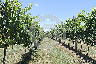 planting vines in a winery Stock Photo