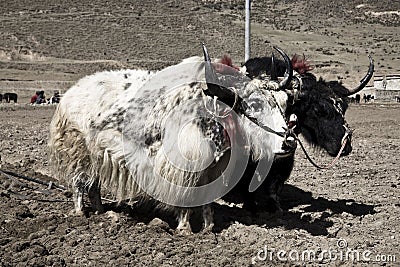 Planting yaks Stock Photo