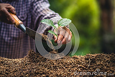 Plant a tree Passion fruit Strong seedlings,Planting young tree by old hand on soil as care and save wold concept Stock Photo