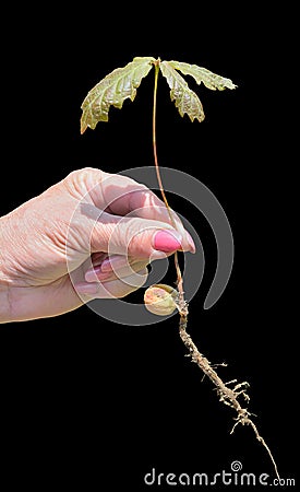 Plantlet of oak 3 Stock Photo