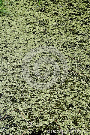 Plantlife on Pond at the Secret Gardens, How Hill, Ludham, Norfolk, England, UK. Stock Photo