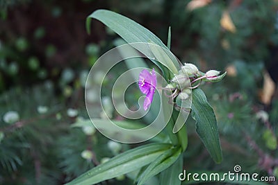Tradescantia andersoniana `Karminglut` in the garden in autumn. Tradescantia is a genus of herbaceous perennial wildflowers. Stock Photo