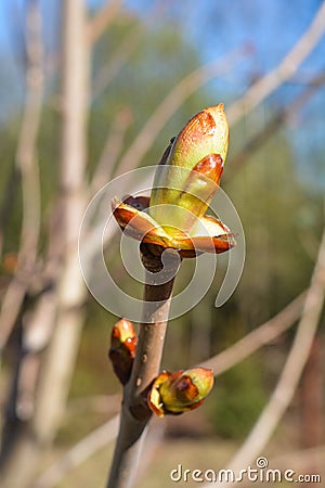 Young leaves crawled out of the bud on chestnut Stock Photo