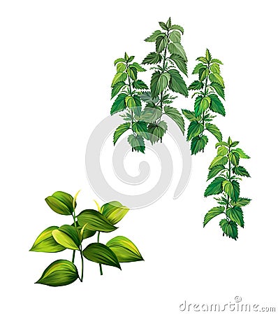 Plants with big green leaves and nettle Stock Photo