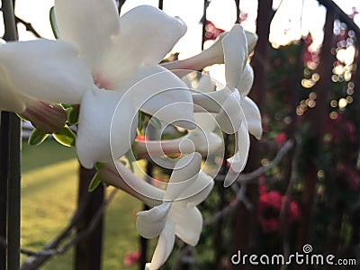 Plants Blossoming during Sunrise in Lihue on Kauai Island, Hawaii. Stock Photo