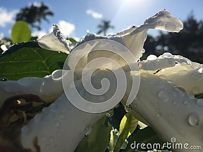 Plants Blossoming in Winter in Kapaa on Kauai Island, Hawaii. Stock Photo