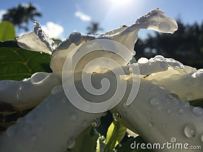 Plants Blossoming in Winter in Kapaa on Kauai Island, Hawaii. Stock Photo