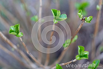 Plants Stock Photo