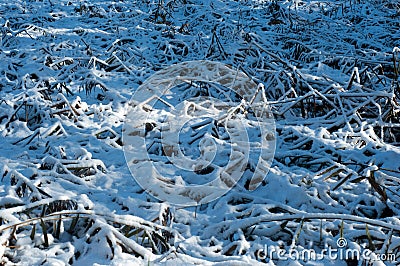 Plants covered with first snow. Winter wallpaper in a sunny day Stock Photo