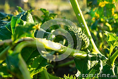 Plants of Datura. Showing green leaves and fruits, with fatal toxicity, that are poisonous ornamental plants Stock Photo