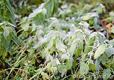 Plants And Early Frosts Stock Photo