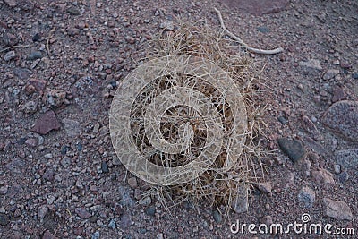 Blepharis attenuata belongs to the genus Blepharis, and the family Acanthaceae. Dahab, South Sinai Governorate, Egypt Stock Photo