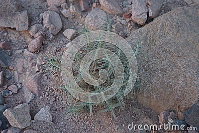 Blepharis attenuata belongs to the genus Blepharis, and the family Acanthaceae. Dahab, South Sinai Governorate, Egypt Stock Photo