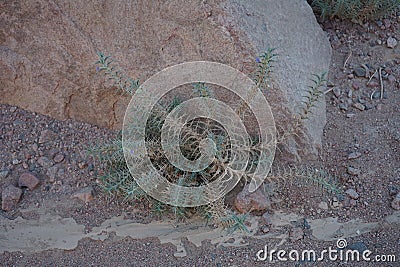 Blepharis attenuata belongs to the genus Blepharis, and the family Acanthaceae. Dahab, South Sinai Governorate, Egypt Stock Photo