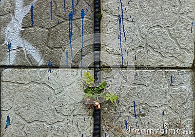 Plants emerging from broken tiles and cement in the wall with blue paint drip of the street closeup power of the nature Stock Photo
