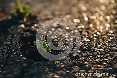 Plants emerging through hard asphalt. Illustrates the force of nature and fantastic achievements. Stock Photo