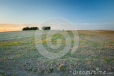 Plants on the field, trees on the horizon and sky Stock Photo