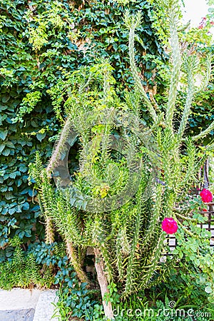 Plants and flower in Kavros village, Crete Stock Photo