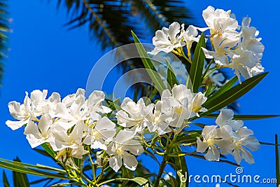 Plants and flower in Kavros village, Crete Stock Photo