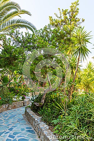 Plants and flower in Kavros village, Crete Stock Photo