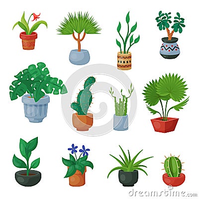 Plants in flowerpots potted flowery houseplants for interior decoration with botanic collection floral cactuses in pots Cartoon Illustration