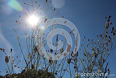 Plants with flowers on the background of the sun in the blue sky in summer Stock Photo