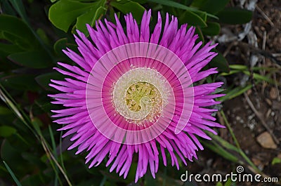 Plants and flowers of the Costa Vicentina Natural Park, Southwestern Portugal Stock Photo