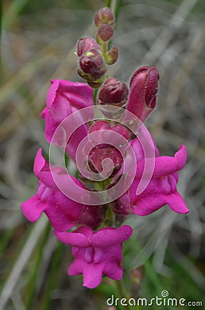 Plants and flowers of the Costa Vicentina Natural Park, Southwestern Portugal Stock Photo