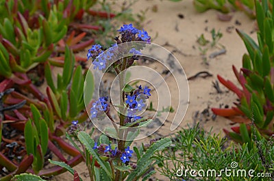 Plants and flowers of the Costa Vicentina Natural Park, Southwestern Portugal Stock Photo