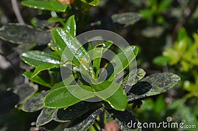 Plants and flowers of the Costa Vicentina Natural Park, Southwestern Portugal Stock Photo