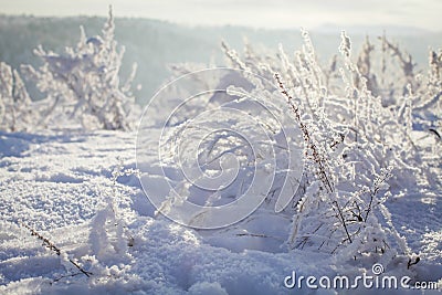 Plants in frost and snow at sunset Stock Photo