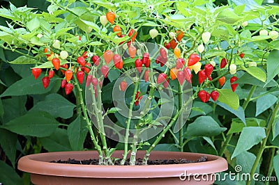 Plants and fruit chilli peppers in a flower pot Stock Photo