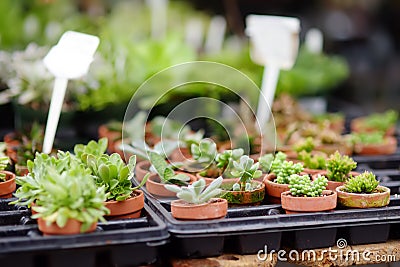 Plants in garden center. Sale of varietal seedlings of herbs, flowers and plants in pots. Variety of succulents Stock Photo