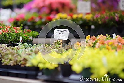 Plants in garden center. Sale of varietal seedlings of herbs, flowers and plants in pots. Variety of succulents Stock Photo