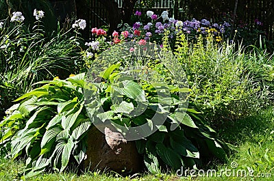 Plants in the garden Stock Photo