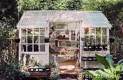 Plants, gardening and greenhouse in garden backyard for ecology and sustainability outdoor in nature for growth and Stock Photo