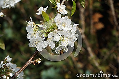 A bee sits on a flower of a pygmy cherry tree Prunus avium 'Kordia' in April in the garden. Berlin, Germany Stock Photo