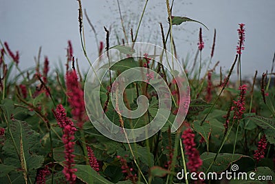 Bistorta amplexicaulis blooms in autumn. Berlin, Germany Stock Photo