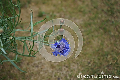 Centaurea cyanus 'Blauer Junge' flowers bloom in the garden. Berlin, Germany Stock Photo