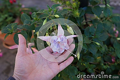 Giant fuchsia 'Holly's Beauty' blooms with light pink-purple flowers in a flower pot in October. Stock Photo
