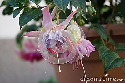 Giant fuchsia 'Holly's Beauty' blooms with light pink-purple flowers in a flower pot in October. Stock Photo