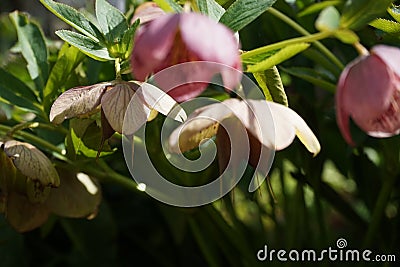 Helleborus hybrid 