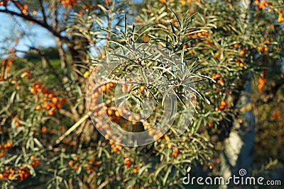 Hippophae rhamnoides grows in September. Berlin, Germany Stock Photo