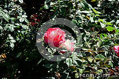 Hybrid tea rose, Rosa 'Nostalgie', blooms with creamy white with a cherry red edge flowers in July in the park. Stock Photo