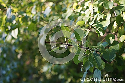 Rhamnus cathartica with fruits growing in September. Berlin, Germany Stock Photo