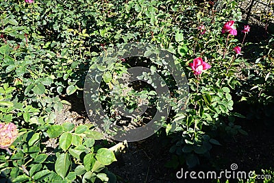 Rose 'Acapella' blooms with pink-white flowers in July in the park. Berlin, Germany Stock Photo
