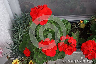 Standing geraniums, Pelargonium hortorum, bloom with red flowers in a flower box in autumn. Berlin, Germany Stock Photo