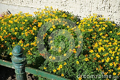 Tagetes tenuifolia 'Gnom' blooms with yellow-orange flowers in July. Berlin, Germany Stock Photo