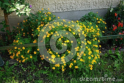 Tagetes tenuifolia 'Gnom' blooms with yellow-orange flowers in July. Berlin, Germany Stock Photo